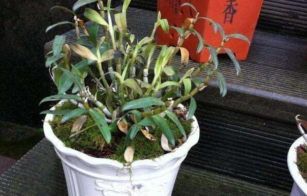 #居家#家中养花得注意:这6款植物贼适合居家盆栽,好看又好管理