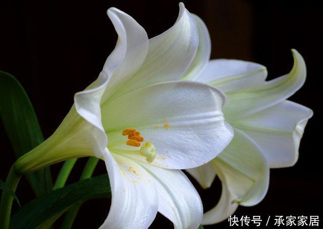  『鳞茎』“百合”谢花后，想分化植株？做好这几点，来年花期又能多几盆