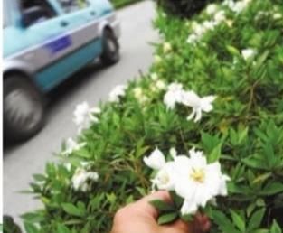 「栀子花」栀子花不开花?怕啥,顺着“暴脾气”,随后爆花苞,一茬又一茬