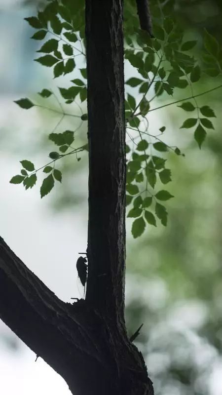 不是谣言!杭州最近这东西多到成灾,跪求吃货出手!