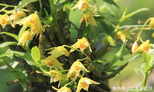  「特别」喜欢养护花卉，就养护3种花卉，花色特别，花期长，妖娆美丽