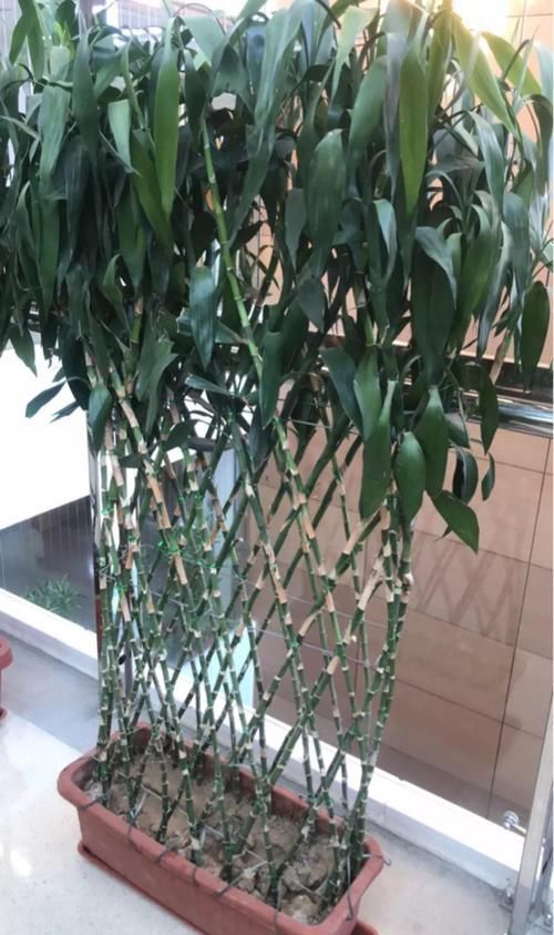  [油绿]5种寓意超好的花，没有院子也能养，叶子油绿一年比一年茂盛！