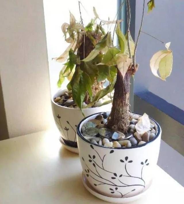 #新叶#三月给这五种花“剃个头”，新叶呼呼冒不停，越长越精神！