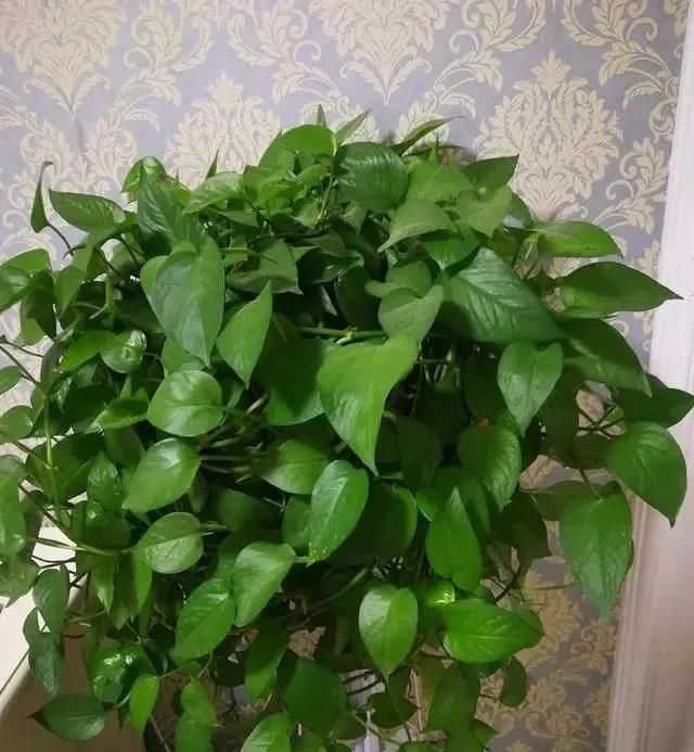  绿油油■养绿萝,注意4细节,随便养都爆盆,枝繁叶茂长成“绿瀑布”!