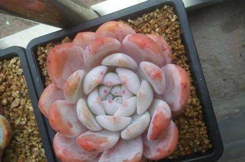  『层白粉膜』多肉叶片出现一层白粉？恭喜你，养出一盆好多肉！