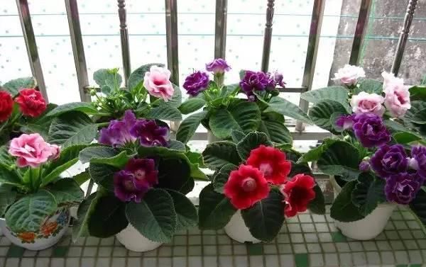  『猫眼竹』四款不能“见光”的花卉，越阴越爆盆，见太阳就枯萎，你养过吗？