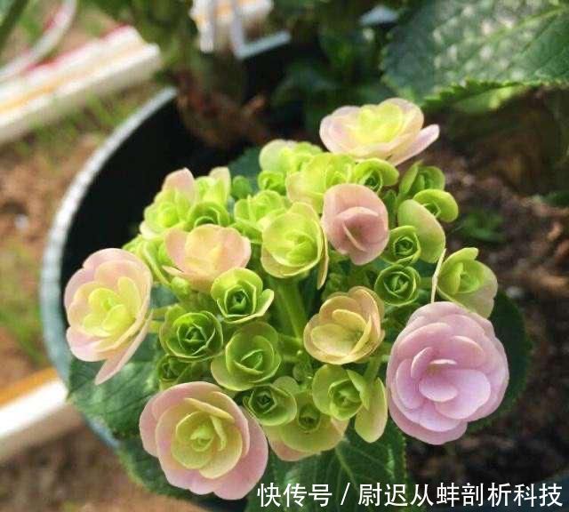  『绣球花』绣球花没花苞？晒太阳、给点肥，6月开出一个个漂亮大花球