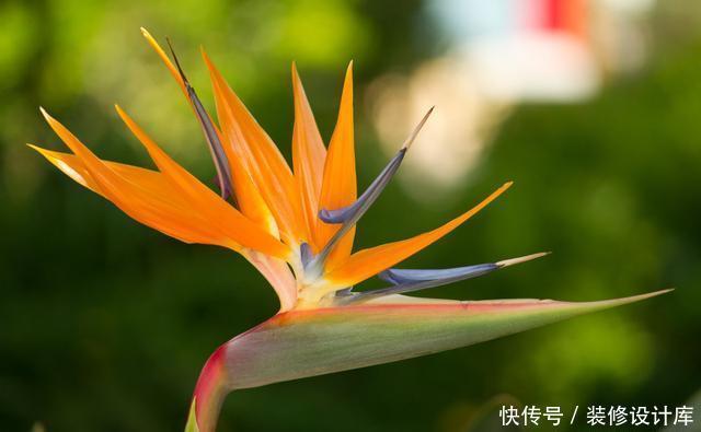  家里|颜值高好养护的5种室内绿植，家里养几盆，健康又美丽