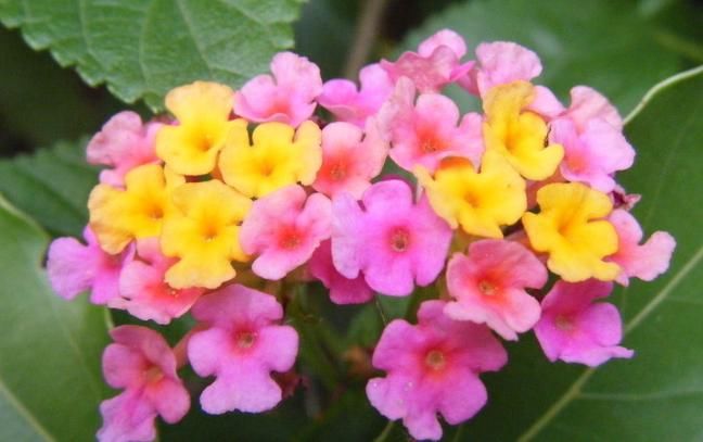 『艳丽』喜欢在家中养护漂亮花卉,就选择花色艳丽,花期长的花卉,优雅