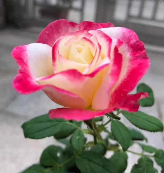 #死翘翘#天热了,别给花乱施肥,小心烧根死翘翘