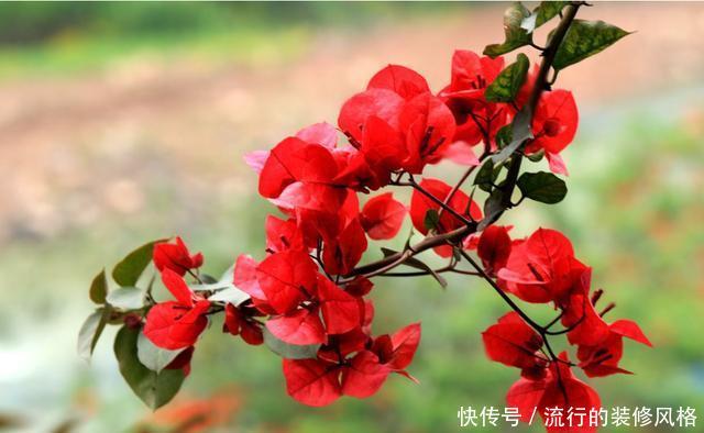「三角梅」3种花好养花量大,好养易活爆盆简单,一年四季开花不断,美极了