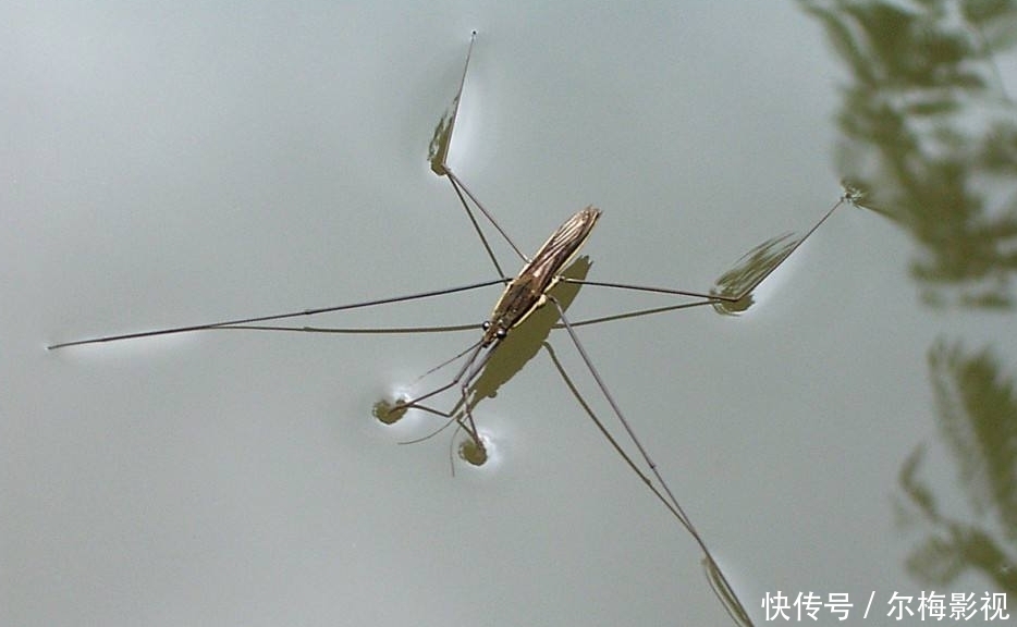  #水上漂#农村水池上会“水上漂”的虫子，是什么？害虫还是益虫