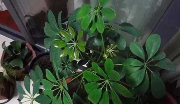  盆栽：养这3种花别送人了，都是招财纳福的好盆栽，送人之后就后悔