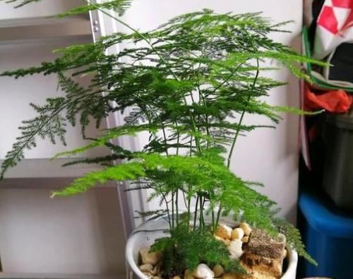 【合适】如何打理文竹合适又实用？4点做到位，植株枝叶繁茂、长得旺