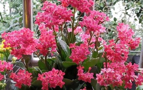  「长寿花」家里养花，选5种花准没错，人养花，花也养人，一盆盆全精品