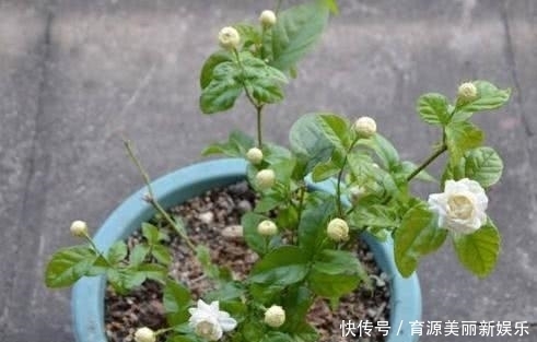 扦插|5种花,适合6月份扦插,精心养护下,7月长满盆