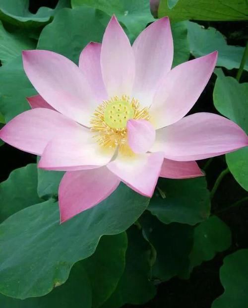  「一大」成都刘阿姨，赶集买了3根“藕根”，埋进大水缸里，收获了一大缸