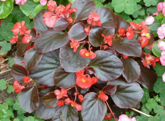  『新手』这四种花卉，新手也能养爆盆，沾土就活，绚丽多彩，分分钟爆盆