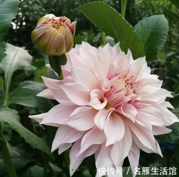  『花开』大丽花真美，花开100朵，一开大半年！