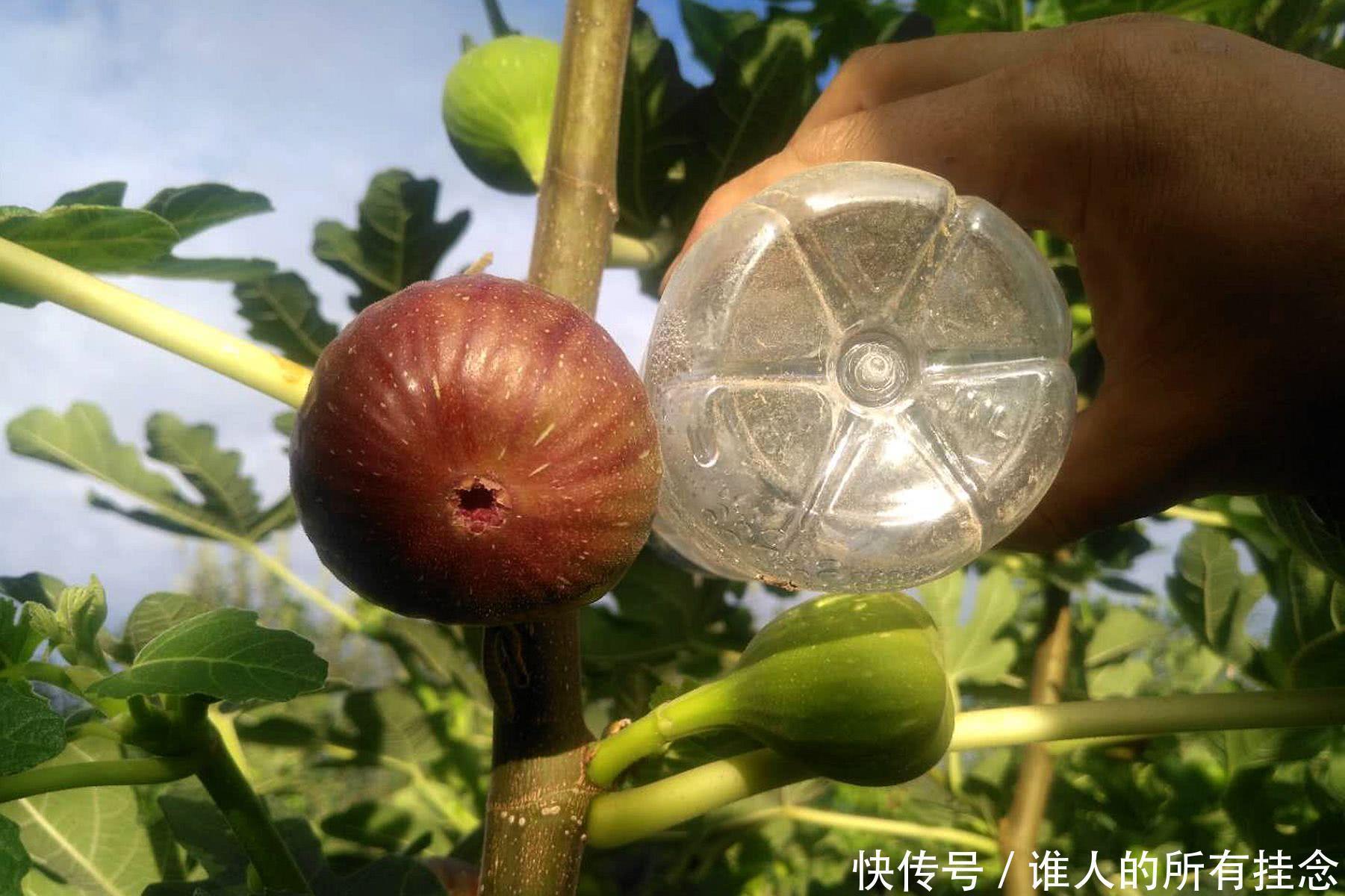  小伙■山西农村小伙建庄园种植“稀罕物”，足不出园年赚25万元