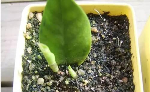  植物|不用花一分钱，这些植物一片叶子就能长满整个花园！