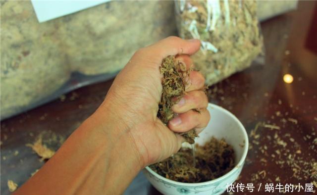 『细密』春末“扦插”不用土栽,用2种“干货”浸湿裹枝,7天冒出细密白根