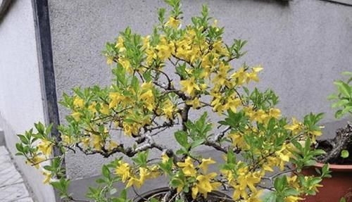  「传家宝」2种“小绿植”养6盆，1年后枝干“变粗”，能当“传家宝”，值钱