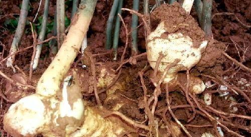  [黄精]外国靠进口，我国遍地都是，此“植物”生长在野外，你认