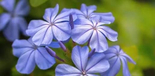 『栀子花』温馨阳台,就养这些花卉,夏天开花成花海,满屋浓香四溢,美爆了