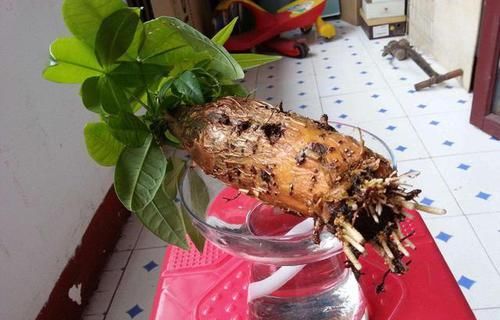  「新芽」适合春天插杆的3种花，剪个枝条，浇浇水，1周生根半月发新芽