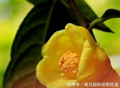 『金茶花喜欢』此花娇艳端庄,招财进宝,是茶花中的“皇后”,值得家庭养护