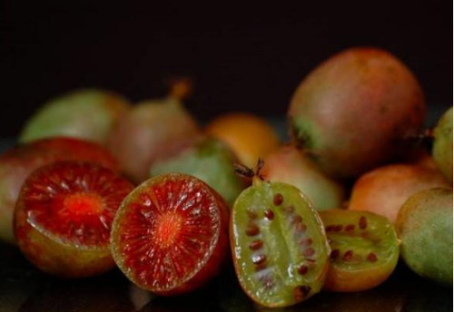 农村这种野果，亩产2000斤，一斤40元，年收入轻松几十万