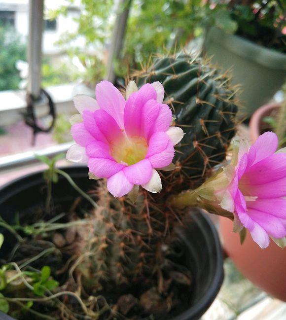 【品种】仙人球养好了,照样能开花,这5个品种,轻而易举养开花