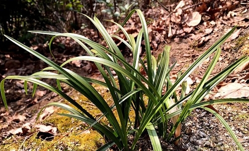 30年前农村牛都不吃的野草，如今50元一颗供不应求，农村到处都是