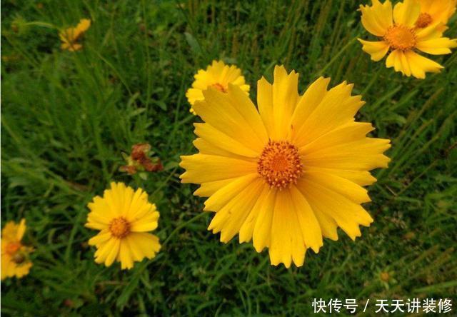 「艳丽」适合新手养护的3种花,好养易活开花艳丽,爆盆很简单,漂亮极了