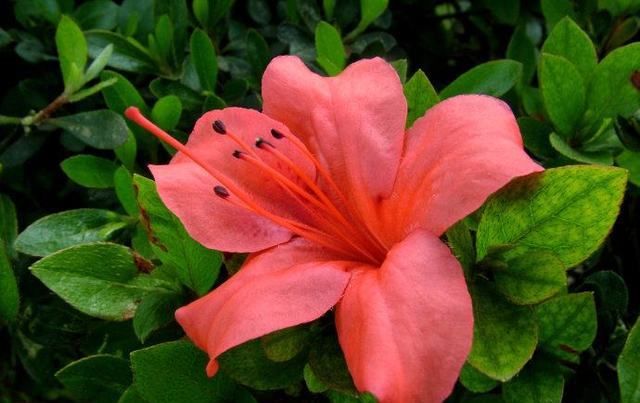  爆满|盆栽杜鹃花，做好这3点，来年开花爆满盆！