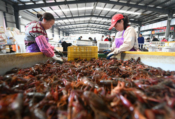 中国小龙虾打进世界杯 它们比国足 提前出线 _