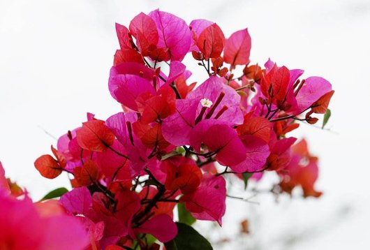  「三角梅」养这4种花，家里全年都是“小花园”，花朵一茬又一茬，绚丽多彩