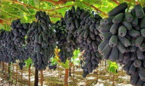 我国最牛的致富果树，种3棵产10麻袋，农民轻松开宝马