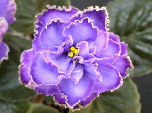 「艳丽」家养这5款小花,美丽又易种,花色高贵艳丽,花朵鲜艳又稠密,美