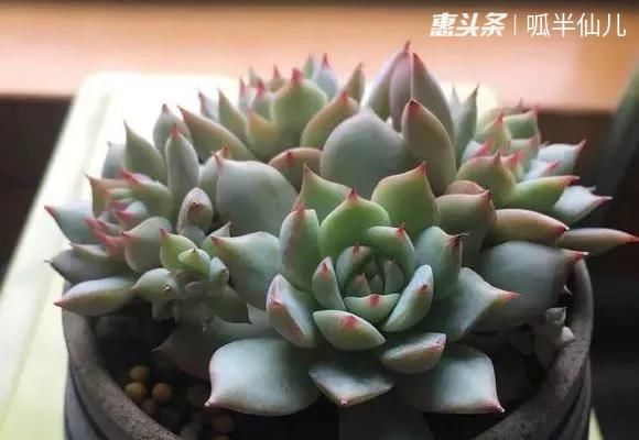  #上名#傻傻分不清的多肉，就看它这儿，一眼就能叫上名！