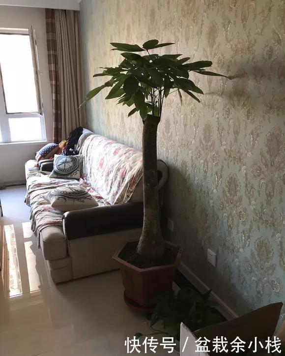  「家里」家里4种花，就要饿着养，盆小少浇水，反而长得好！