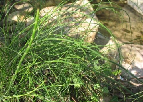  【笔杆】农村一种牛羊喜爱的野草，长得像笔杆，其实还是一味很