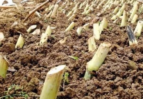  【地上】丢地上就能活，亩产可达20吨，砍掉还会继续长，农民却