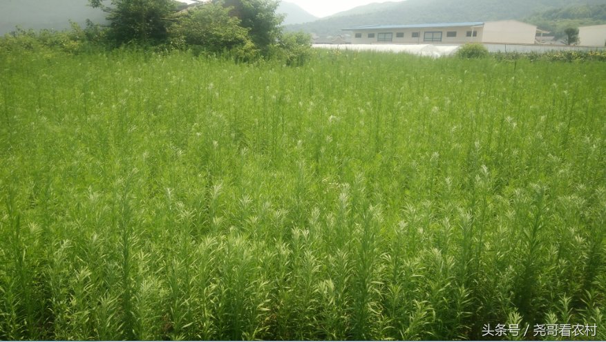 一种常见的野草,以前经常被农民铲除,如今却成