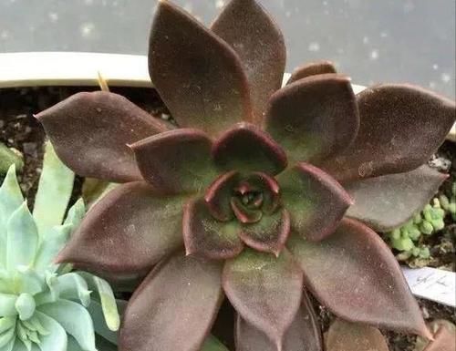  露养■多肉露养好时节：扔外面，1个月没管，美得跟整容了一样！