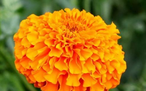  「花开满」花大又美丽，适合新手养，花开满枝又漂亮，绚丽多彩惹人爱，超美