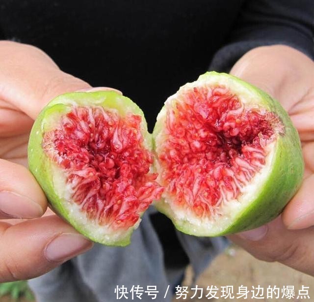  『果子』一个花盆就能种的果树来了，一个果树挂上百个果子，味道鲜美