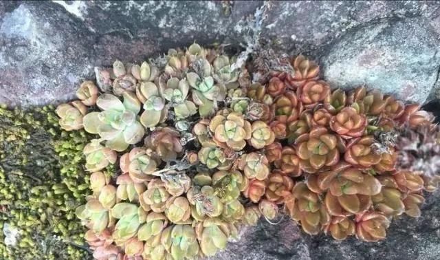 花钱|农村石头缝里的多肉,不花钱狂挖一大把,认真种的都没野生长得好