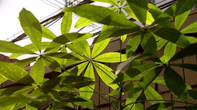  很快@发财树“黄叶”？从5个方面分析，对症处理，很快恢复勃勃生机